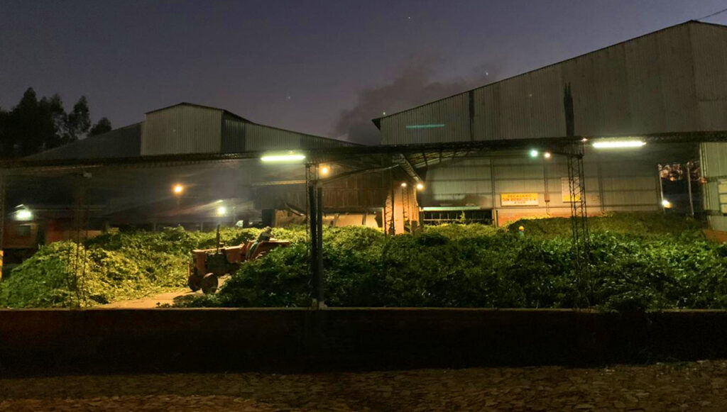 Verde Mate